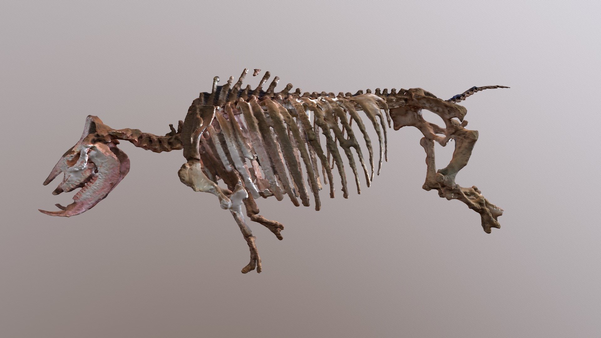 Ancient Rhino Fossil