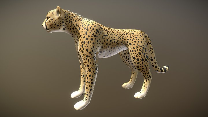 Cheetah model 3D Model