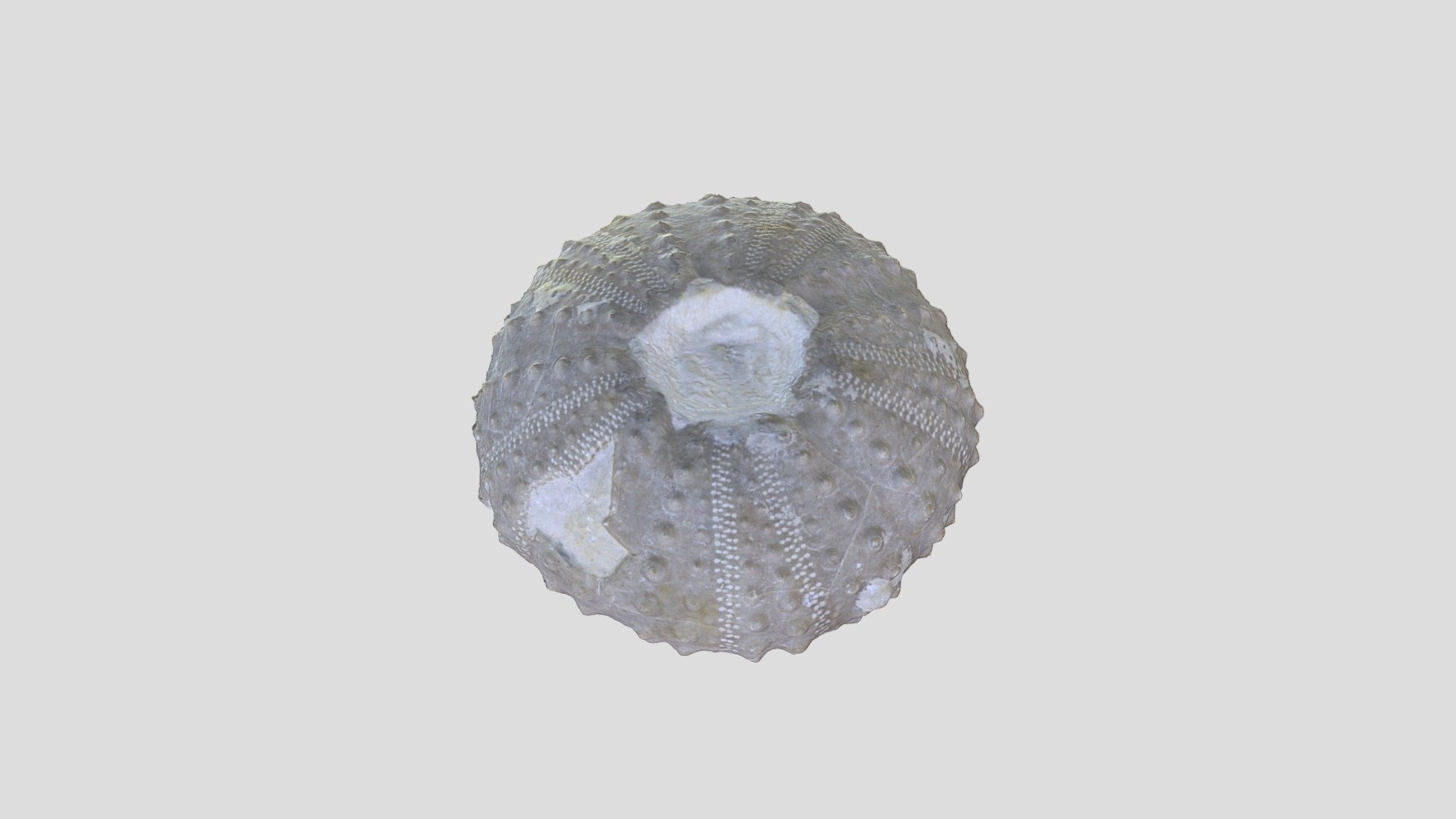 Unknown Fossil