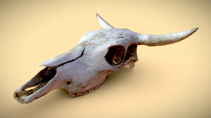 Sun-Bleached Cow Skull Asset 3D Model