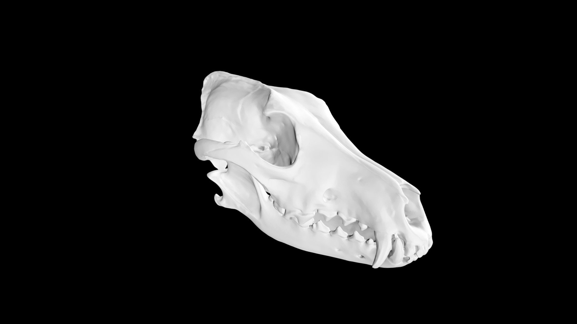 Coyote Skull and Mandible - Download Free 3D model by Eric Bauer