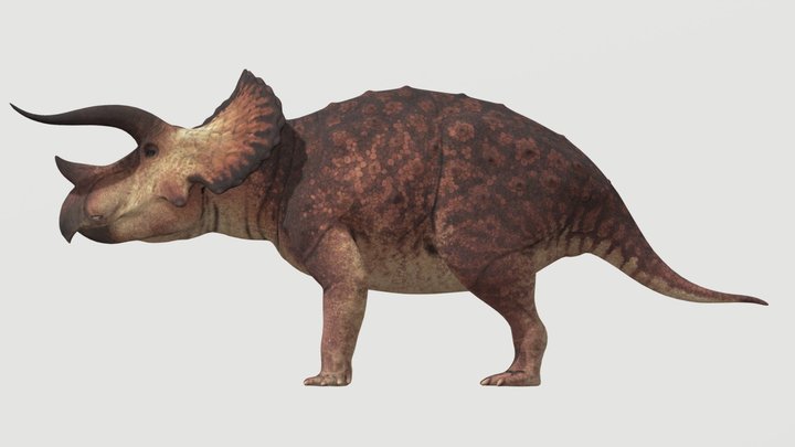 Accurate Triceratops prorsus