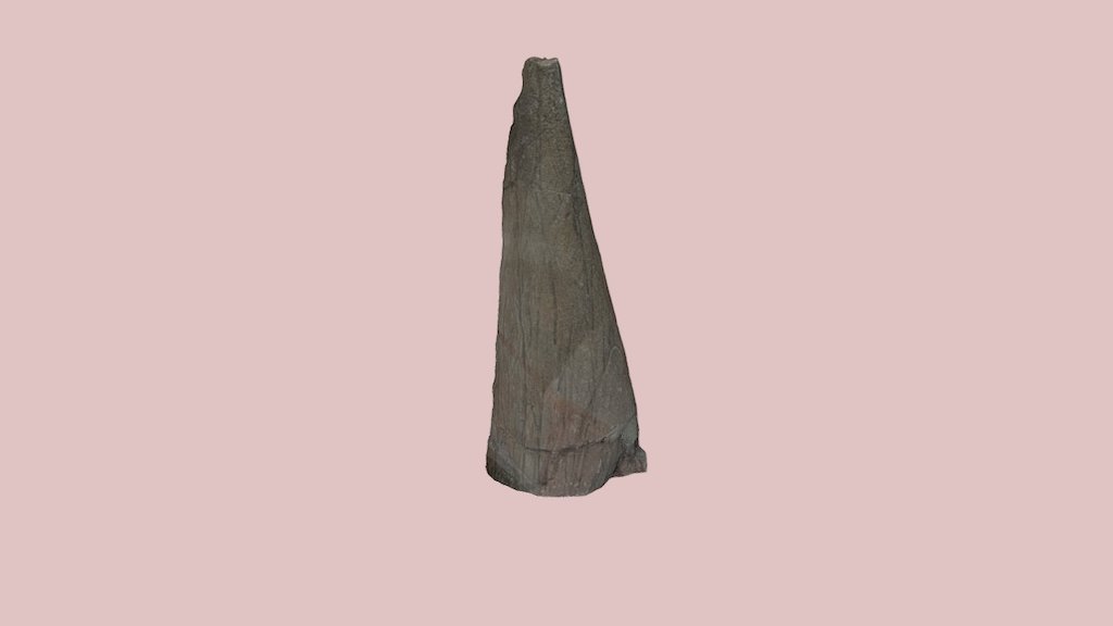 Triceratops Horn