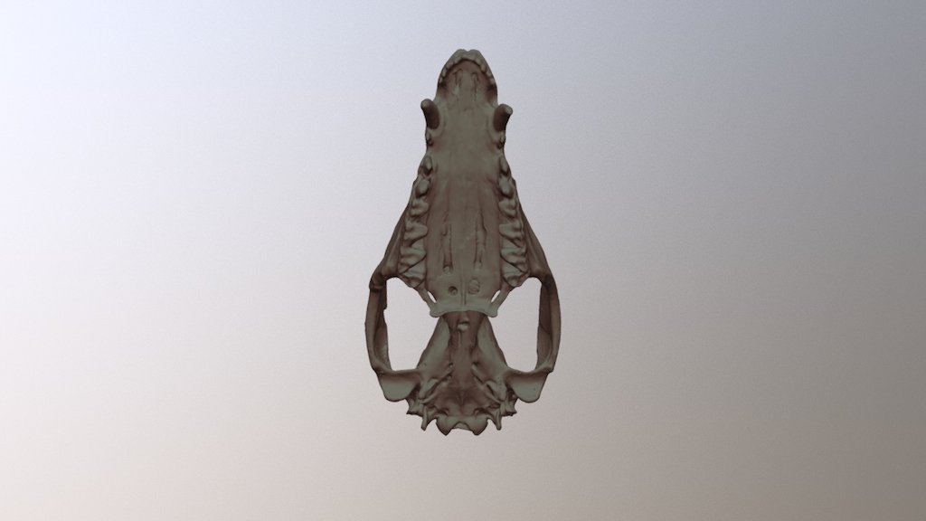 Opossum Skull (Cranium)