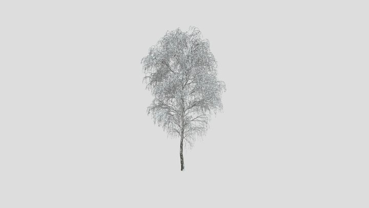 silver birch - 3D model by Jamlu69 [74450e8] - Sketchfab