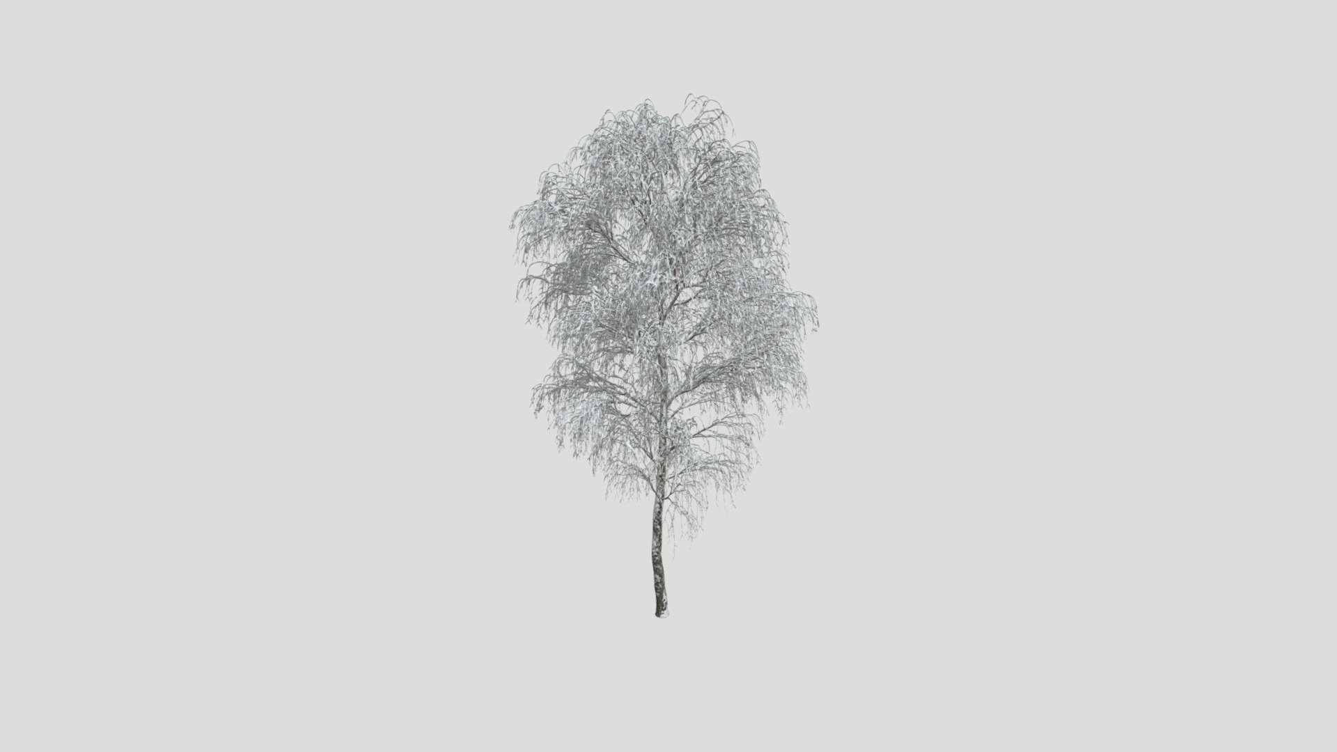 Birch 50 AM258 Archmodel - Buy Royalty Free 3D model by Evermotion ...