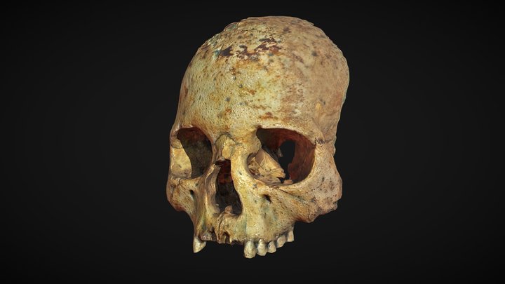 Череп, лицевая часть, II-V вв. 3D Model