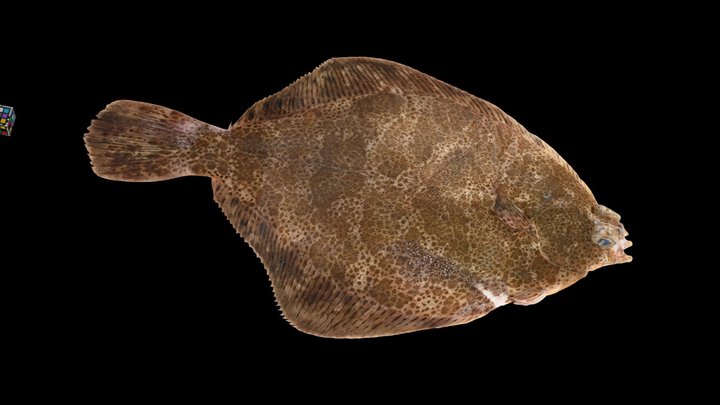 Flounder 3D models - Sketchfab