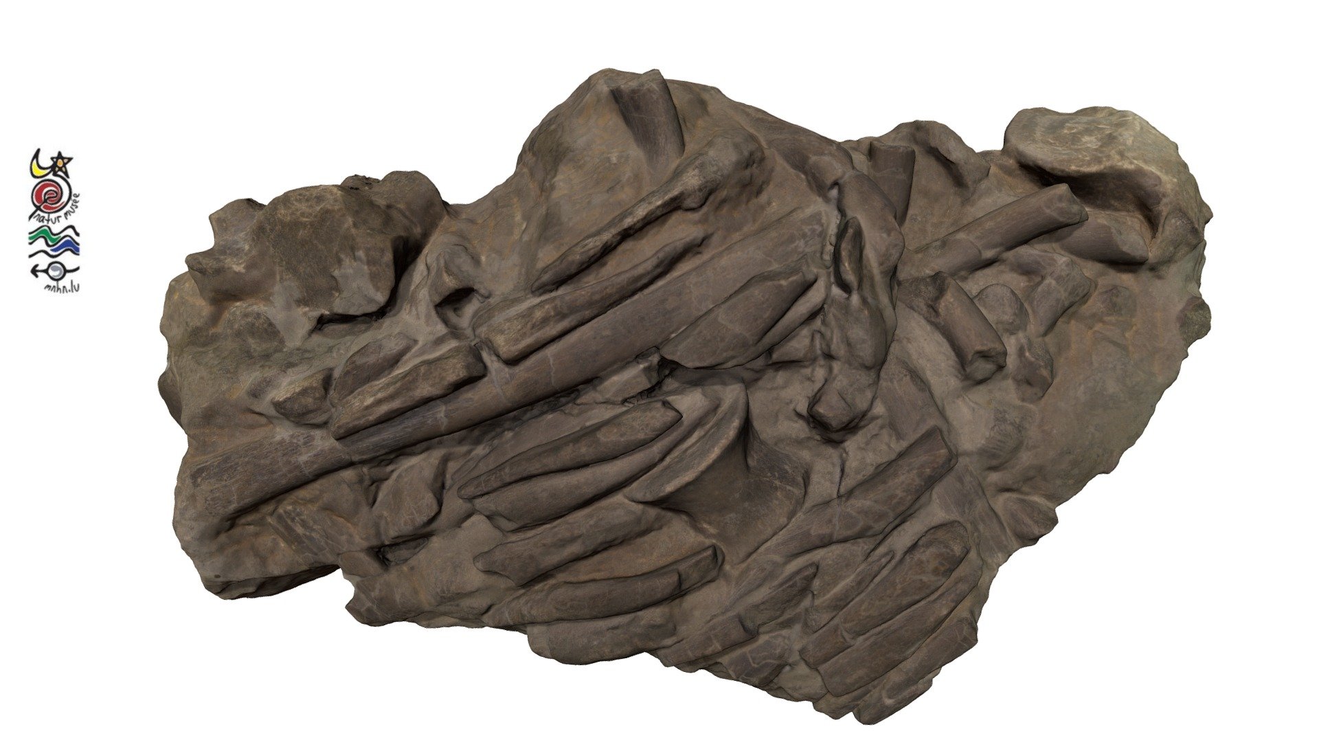 Rhomaleosaurus TU137