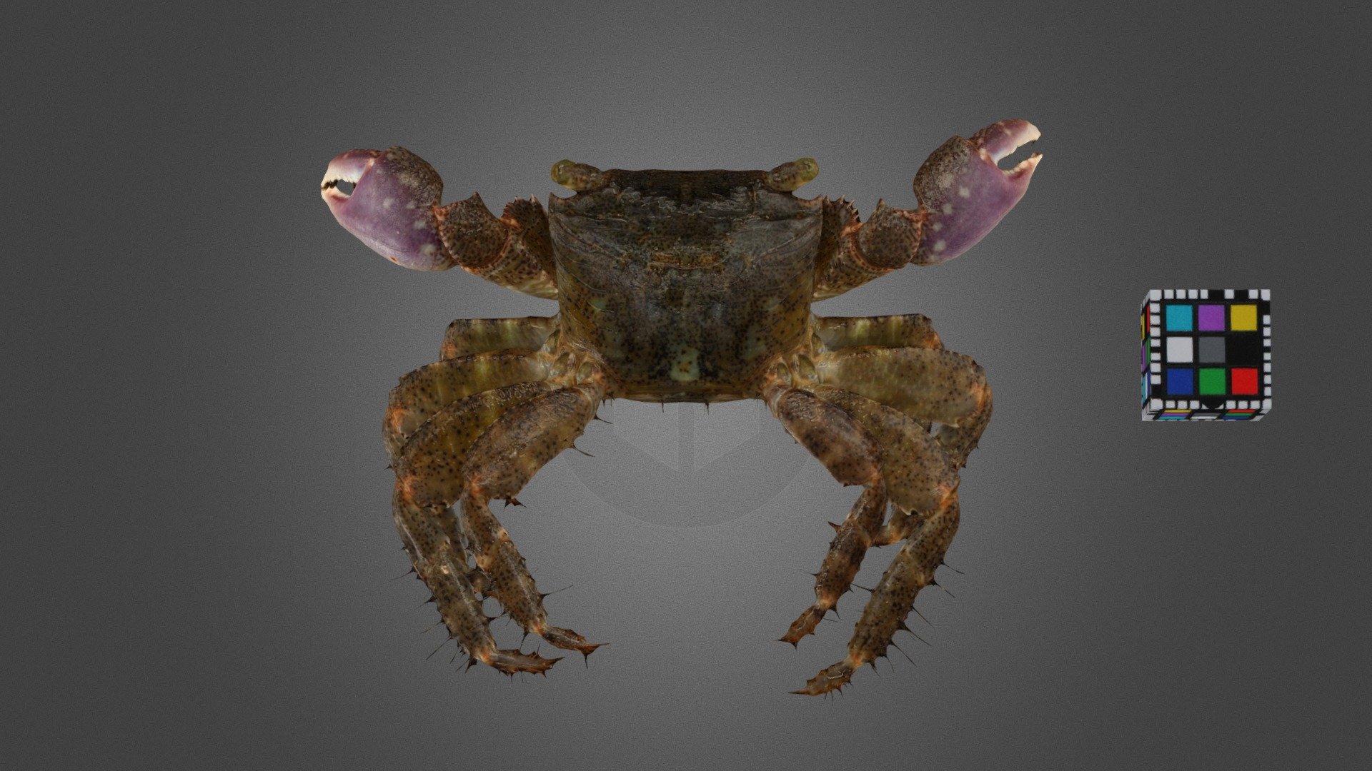 ハシリイワガニモドキ？ ♂ Shore Crab, Metopograpsus thukuhar