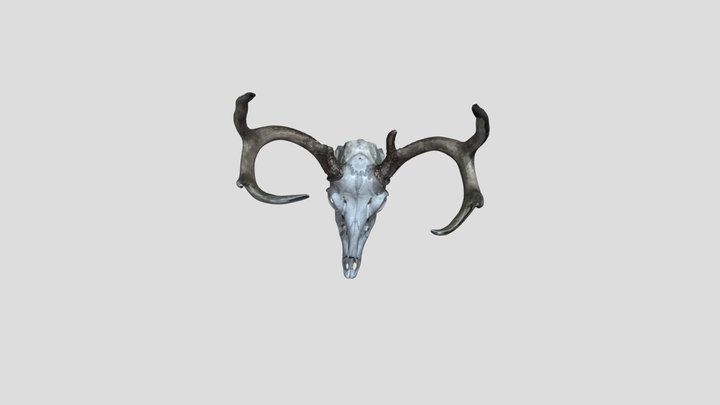 Deer Skull 2 3D Model