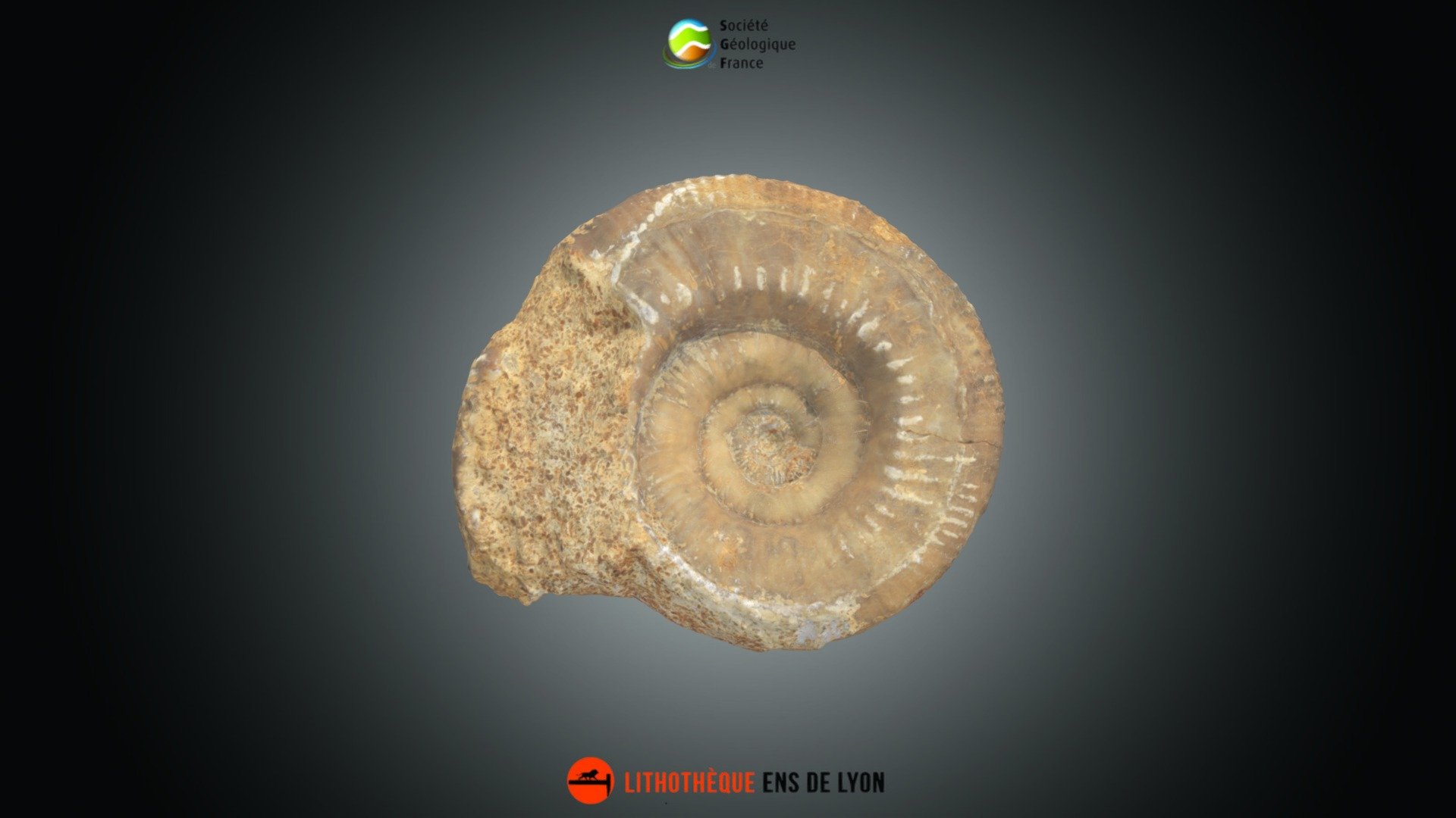 Ammonoïde - Perisphinctes plicatilis