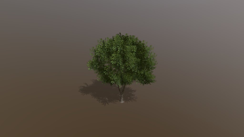 Tree Elm