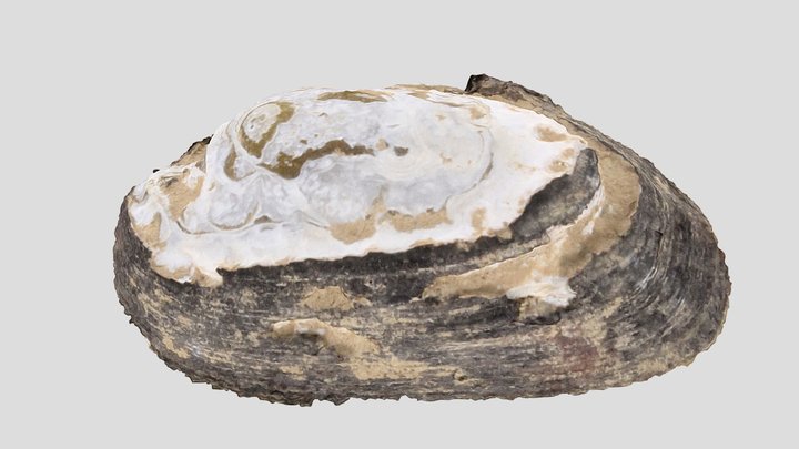 Freshwater Mussel Shell, Left Valve 3D Model