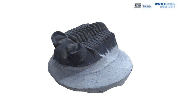 Spcm 4-10 | Fossil | Coltrania sp. 3D Model