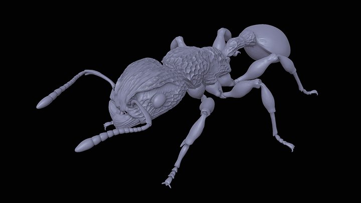 Dilobocondyla_fouqueti – Kostenloses 3D-Modell STL