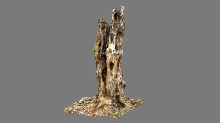 Tree_stump_big_02 3D Model