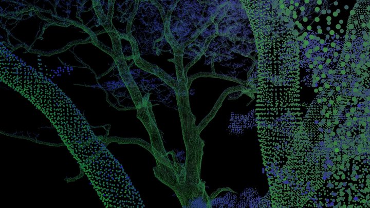 A pair of veteran oaks – Modello 3D gratuito STL