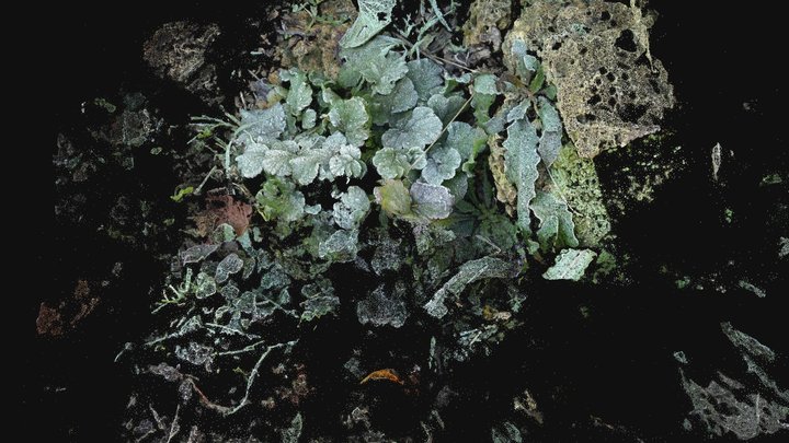Pointcloud snowy plant 3D Model