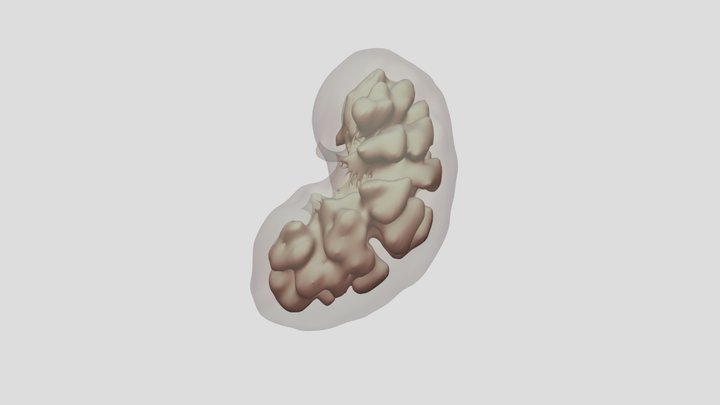 Kidney 3D Model