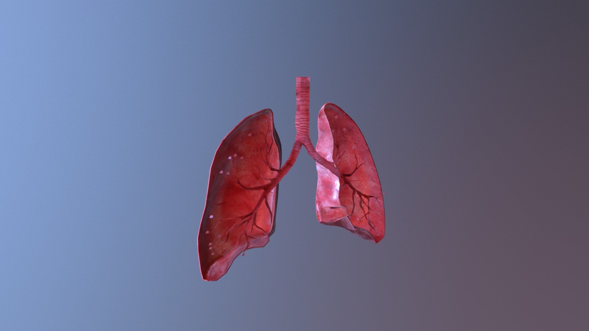 Human Lungs Cross - 3D model by TIGER SHARK STUDIOS ...