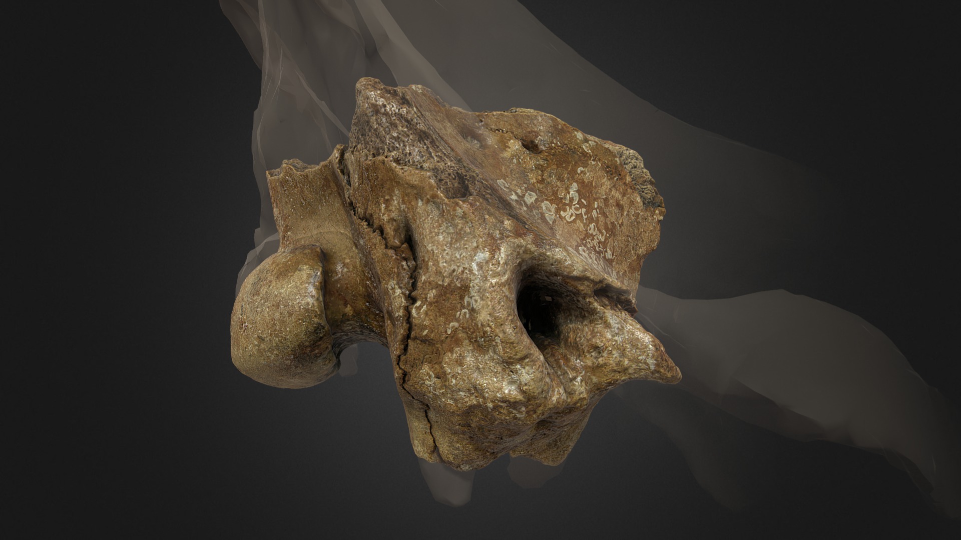 3D model Woolly Rhino Braincase - This is a 3D model of the Woolly Rhino Braincase. The 3D model is about a skull of an animal.