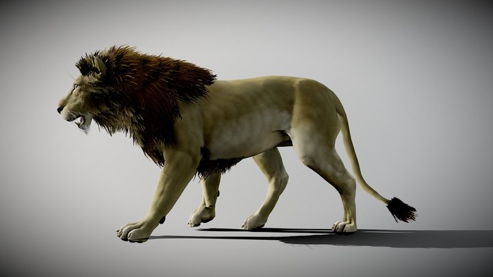 Lion animated 3D Model