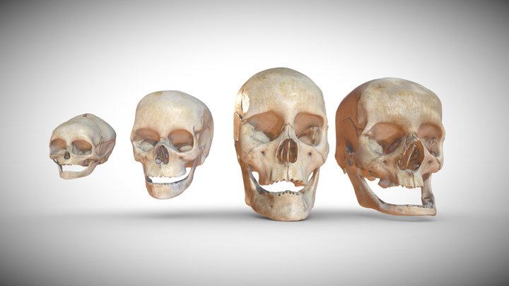 Age Based Skulls 3D Model