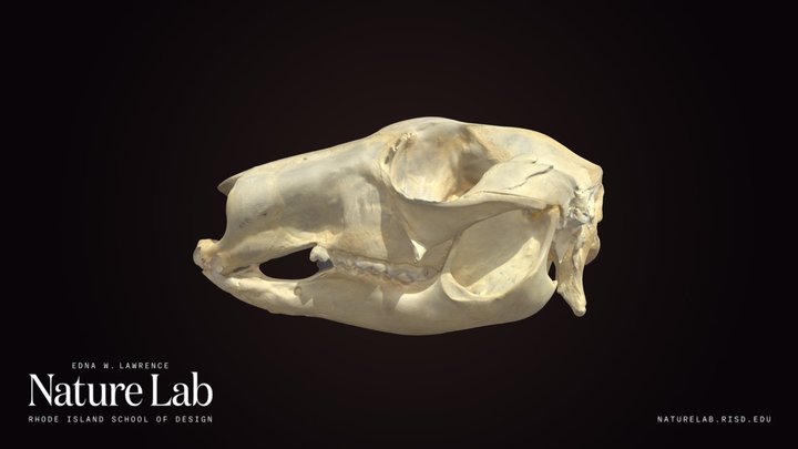 Kangaroo/Wallaby Skull