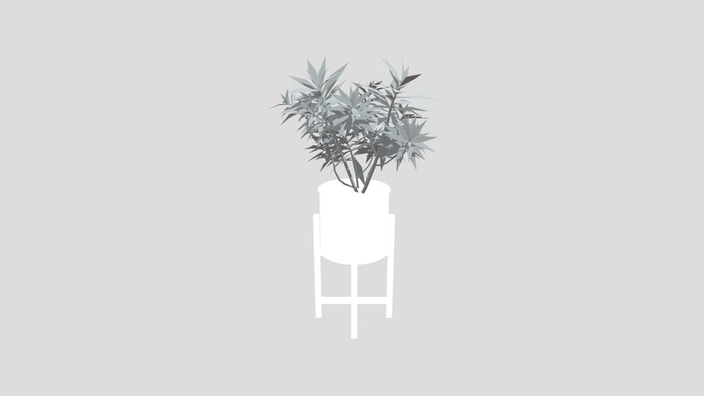 Honey Spurge Bush Small Plant Potted