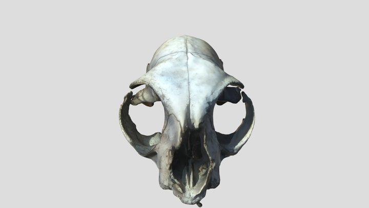 ANIMAL SKULL 3D Model