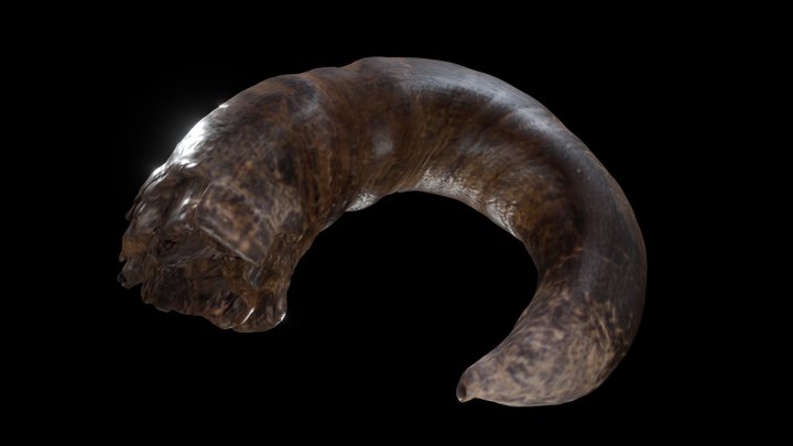 Buffalo Horn 3D Model