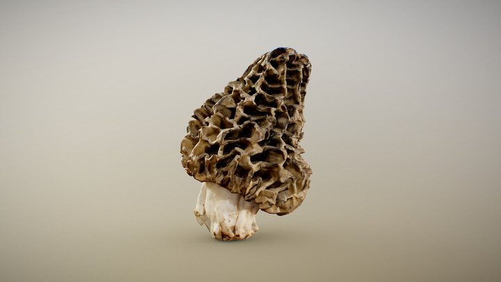 Crunchy Morel Mushroom 3D Model