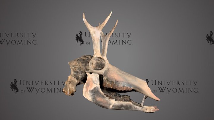 UW15572 - Merycodus frucatus, Skull – Modello 3D gratuito STL
