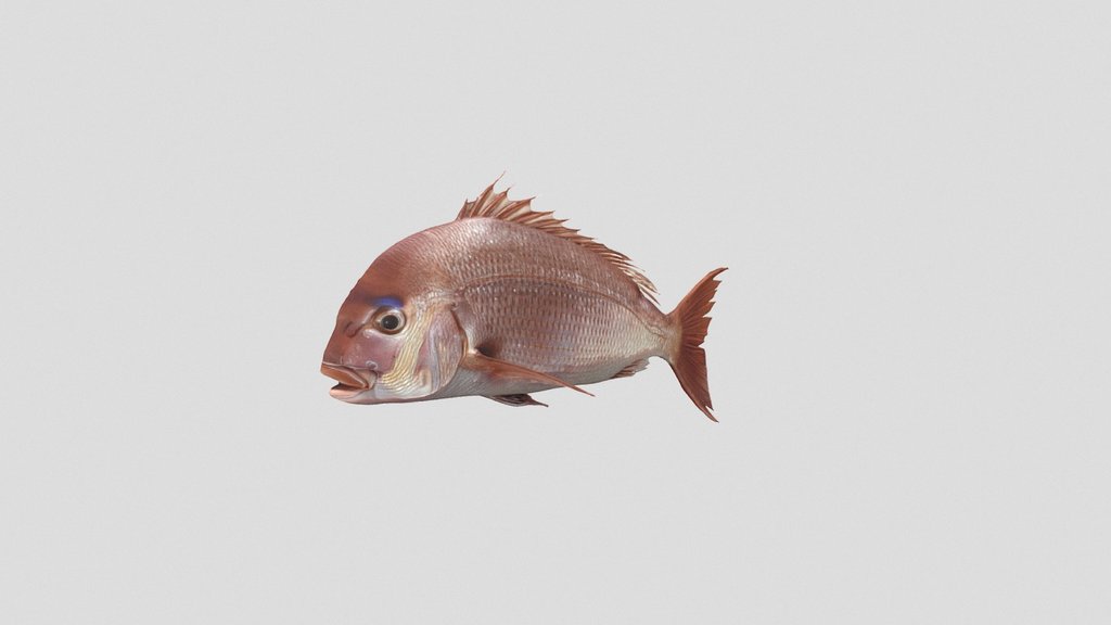 red snapper 3d model