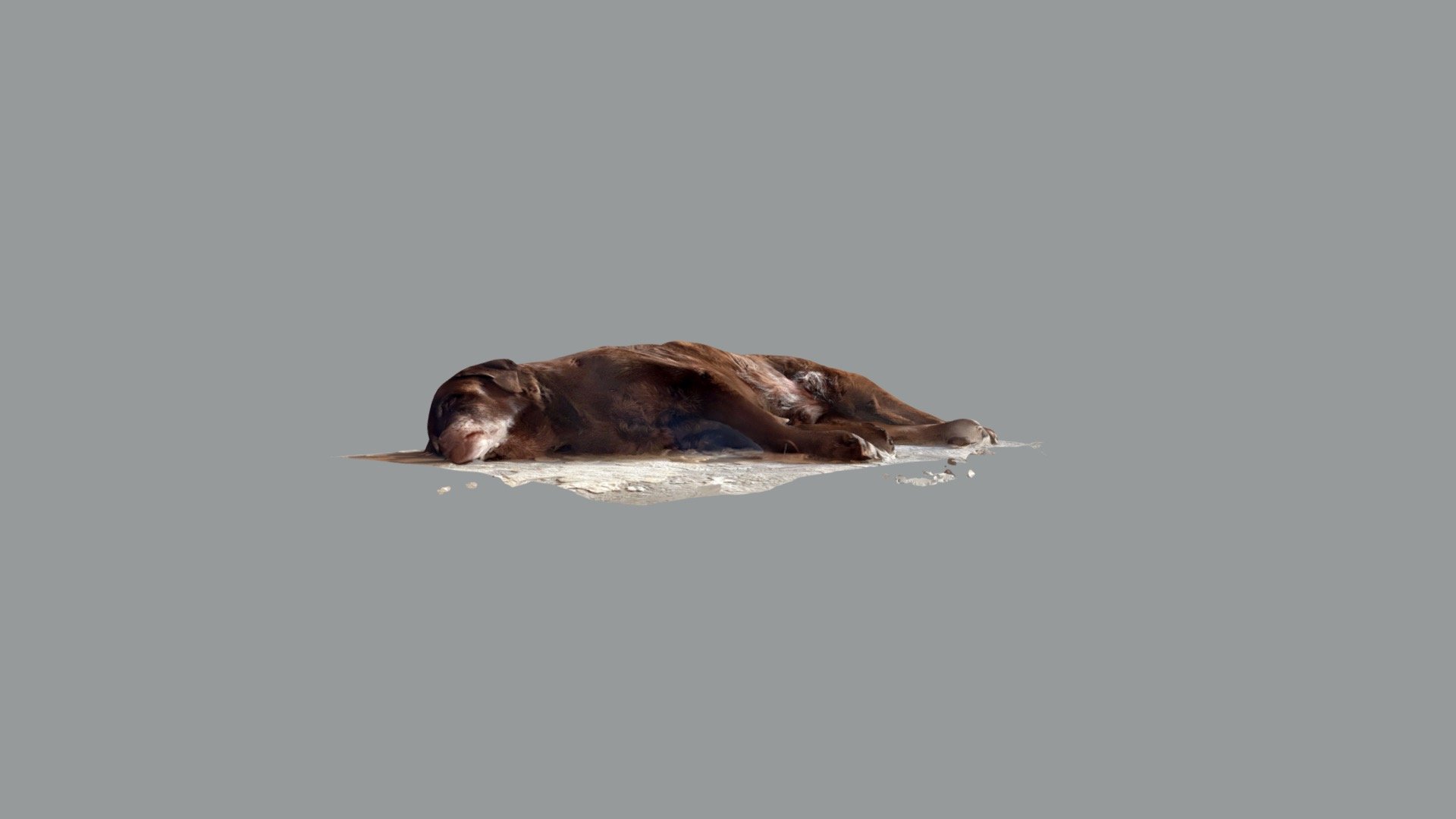 Sunny the chocolate lab 30 juillet 2021