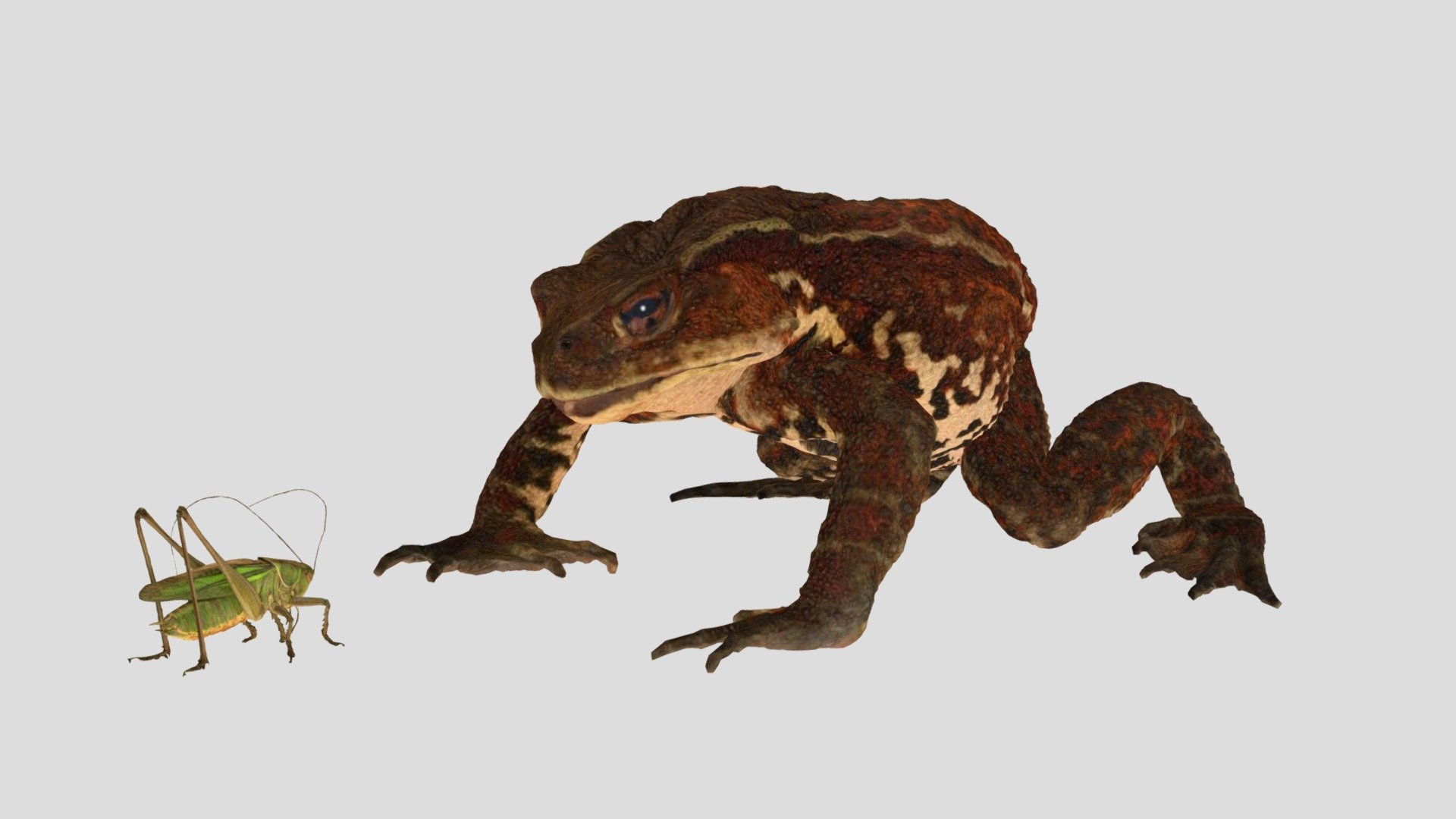 ヒキガエルの生物学 CC0 ニホンヒキガエル 🐸 ♀ Japanese Toad - Download Free 3D model