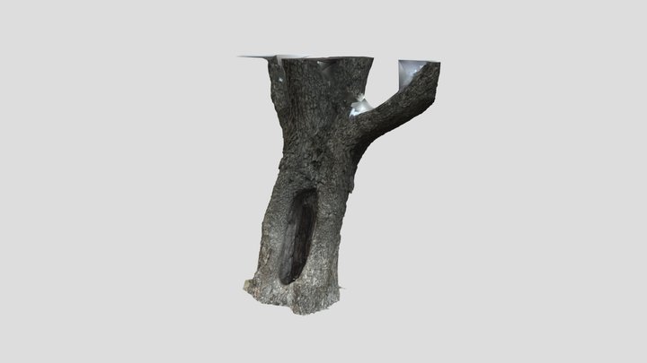 Pecan Tree Model 7 3D Model
