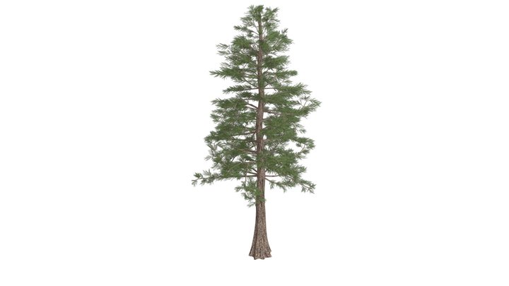 Western Red Cedar Tree #05 3D Model