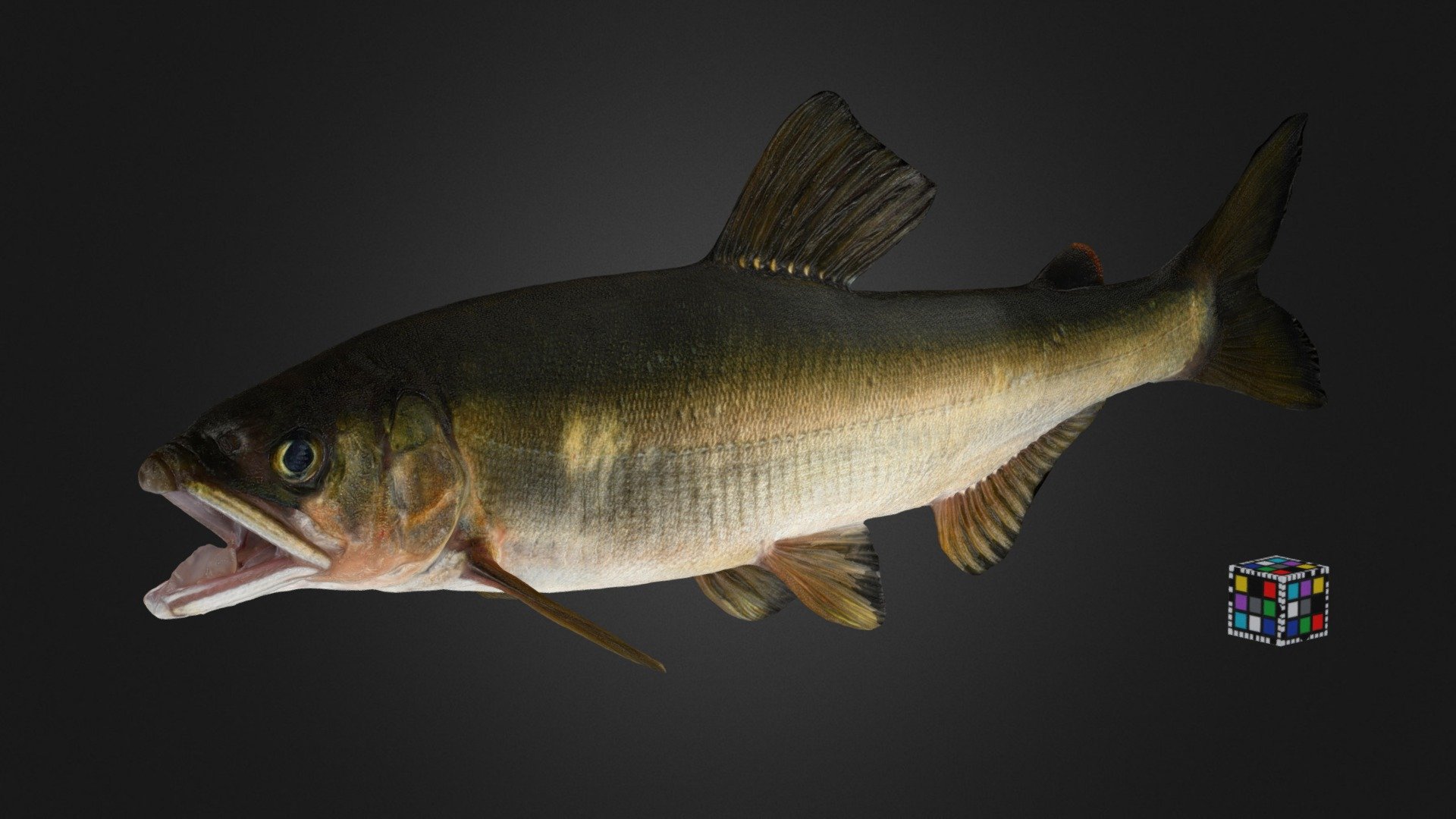 アユ ♂ Ayu Sweetfish, Plecoglossus altivelis