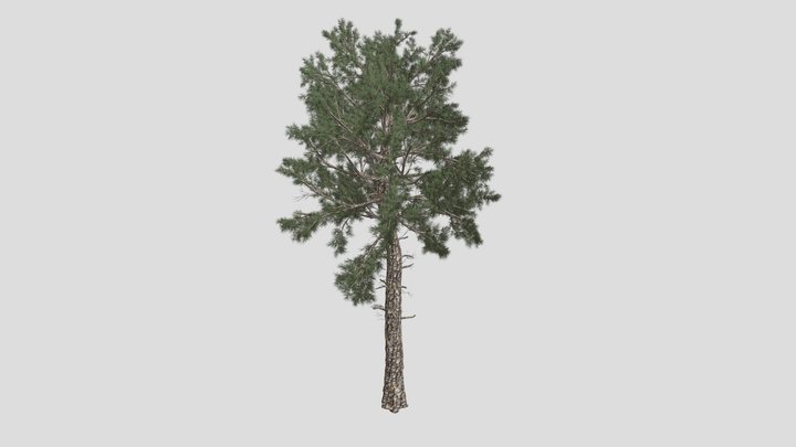 Loblolly Pine Tree 3D Model