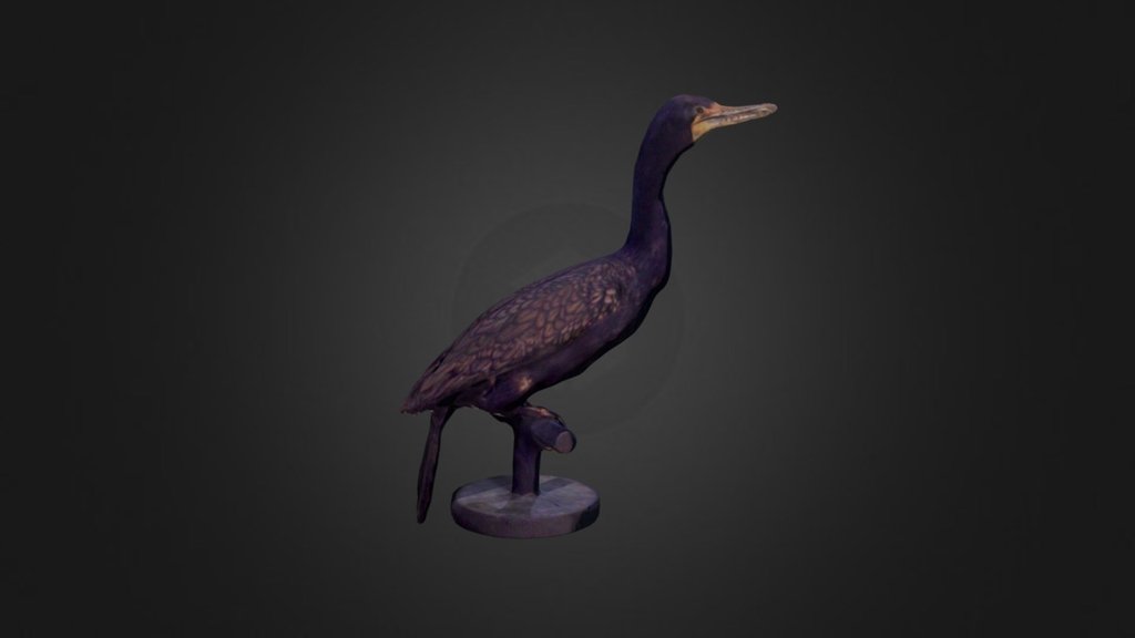Double-crested Cormorant