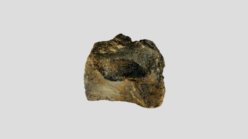 Whale Vertebrae - Yorktown Formation