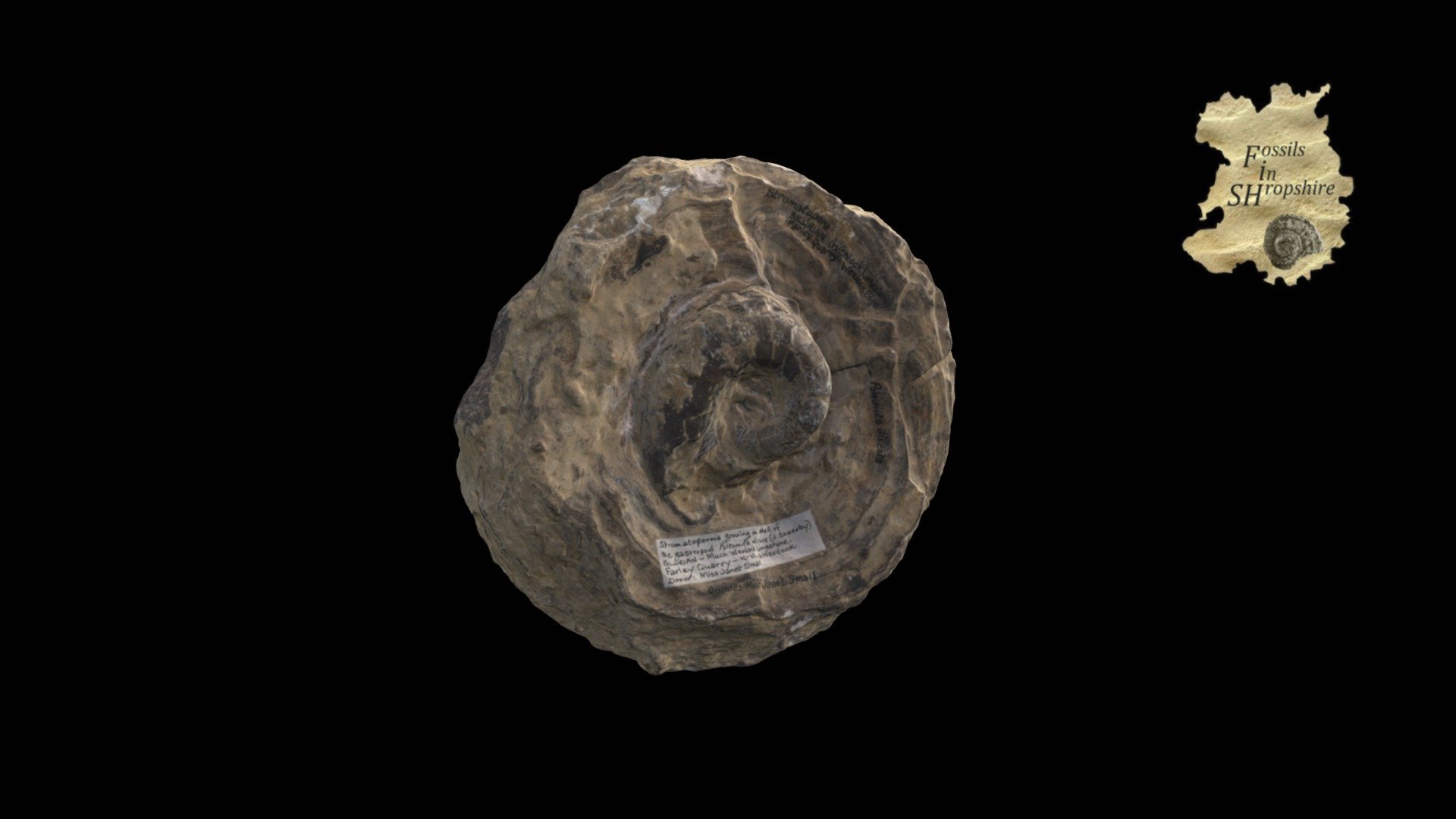 Stromatoporoid and gastropod