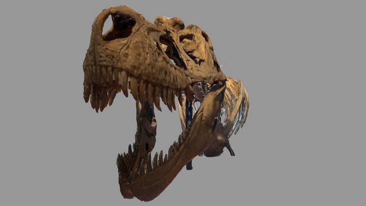 Dino bones 1 3D Model