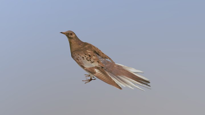 Passenger Pigeon 3D Model