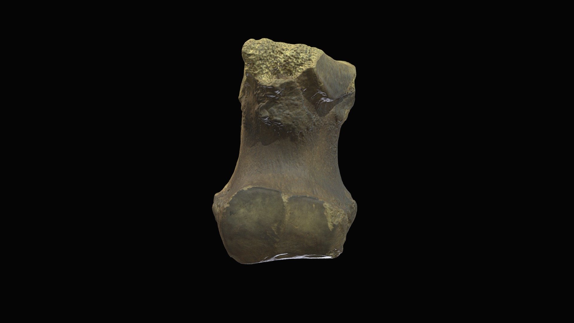 Mastodon metapodial. Gray Fossil Site, TN.