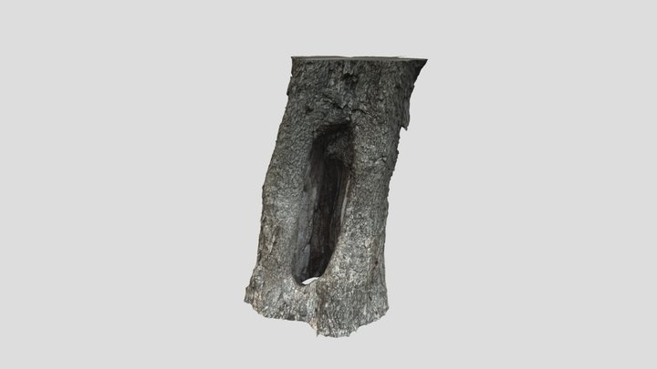 Pecan Tree Model 3D Model