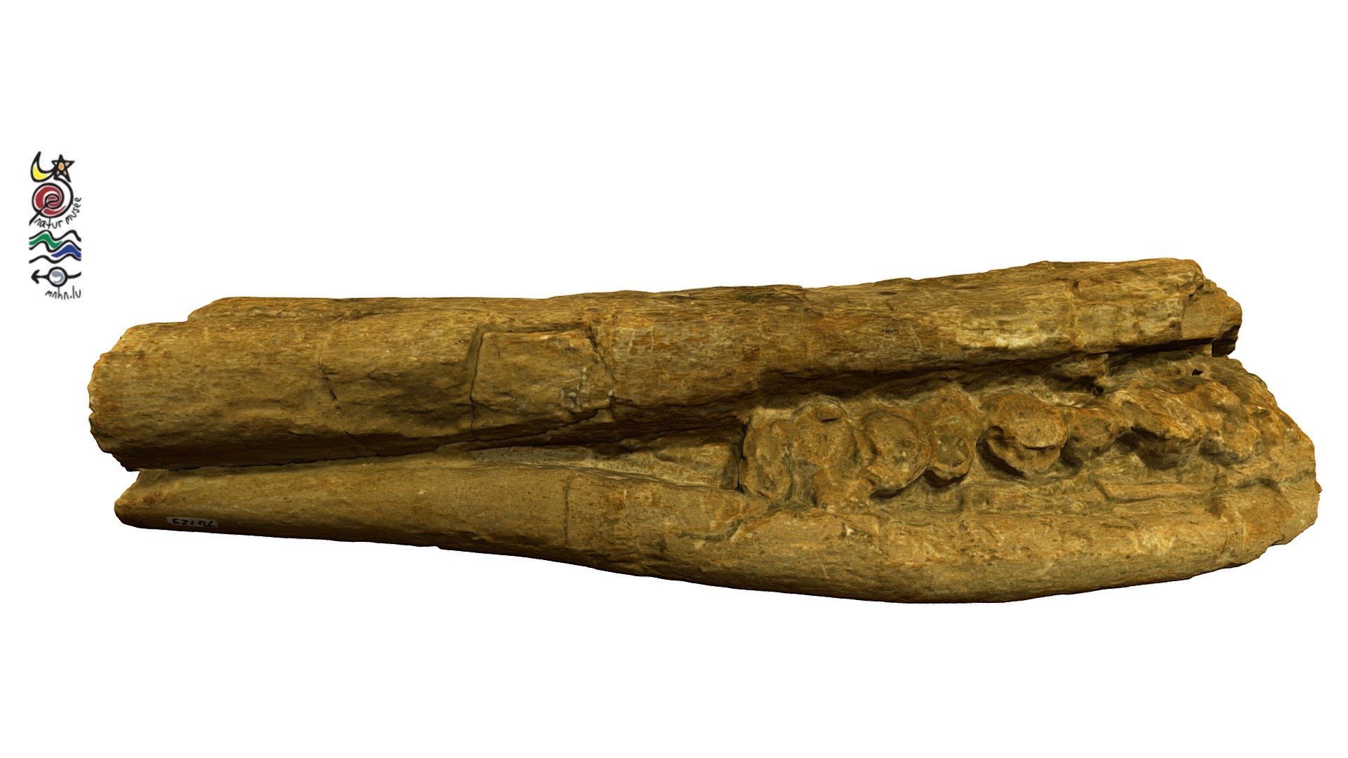 Ichthyosaur TU129