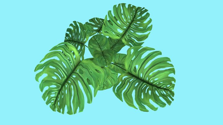 Filodendron leaves 3D Model